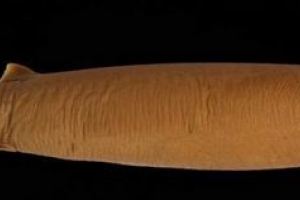 Brazylijski świecący rekin Brazylijski świecący rekin